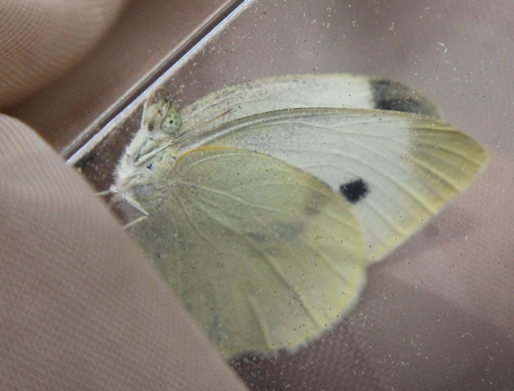 Pieris mannii, rapae o napi?